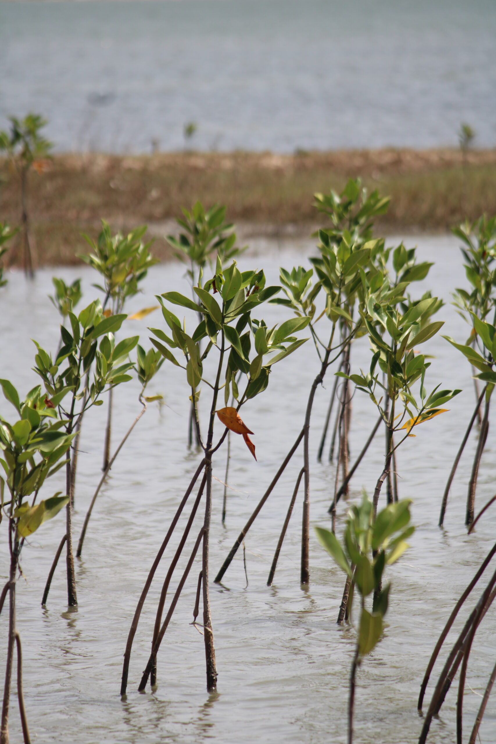 Three Year Old plant with Stilt root system