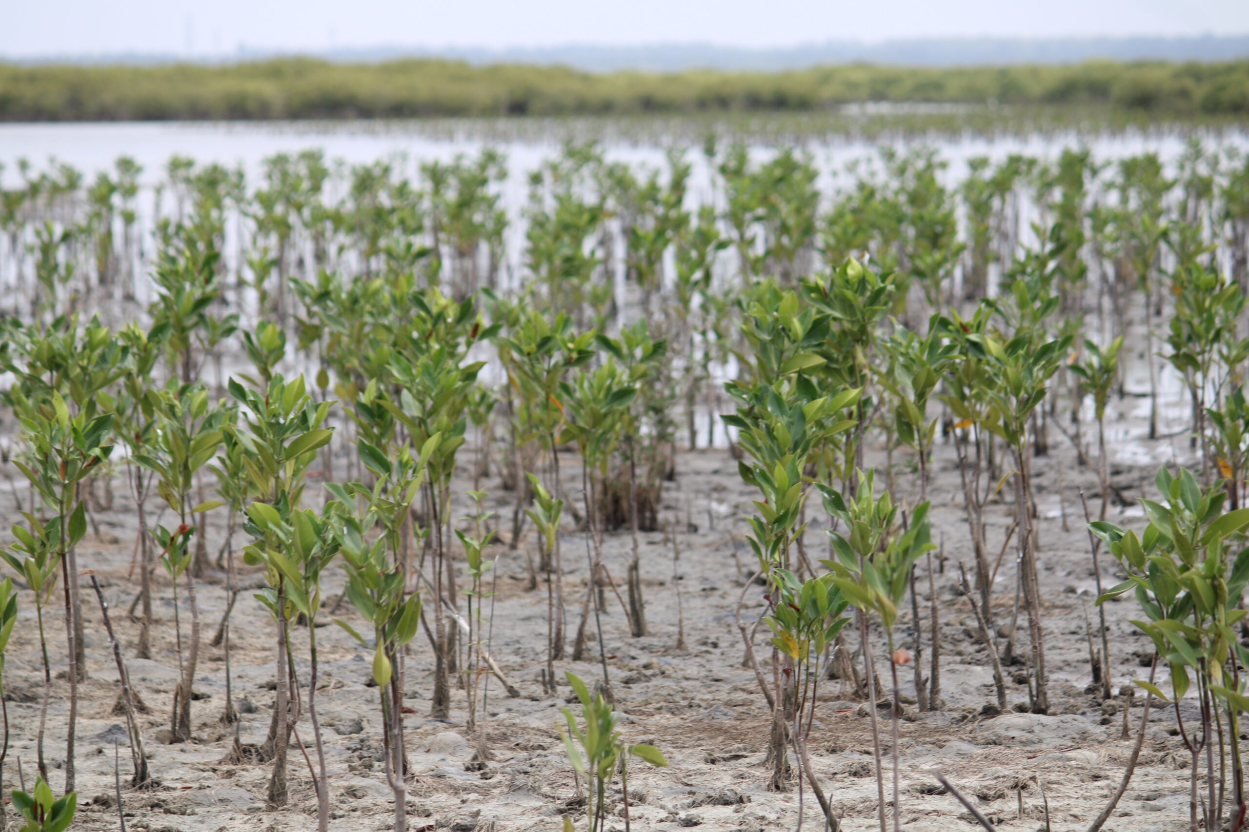FY 23-24 with strong root system