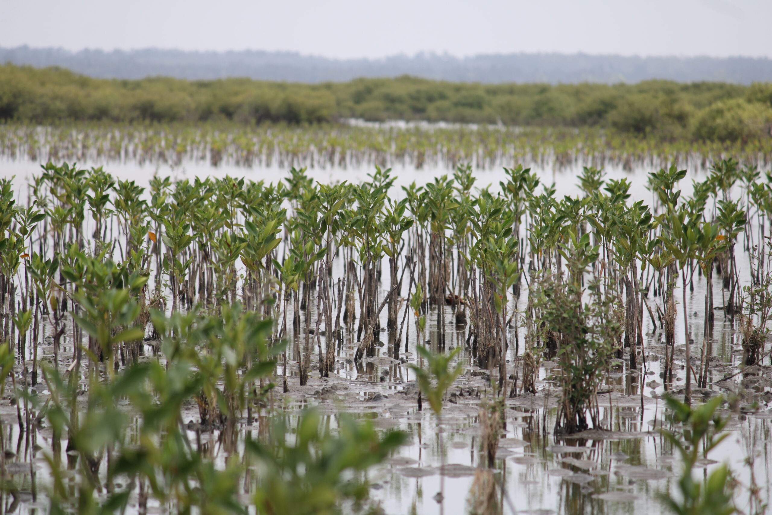 Natural Barrier for Strom surge