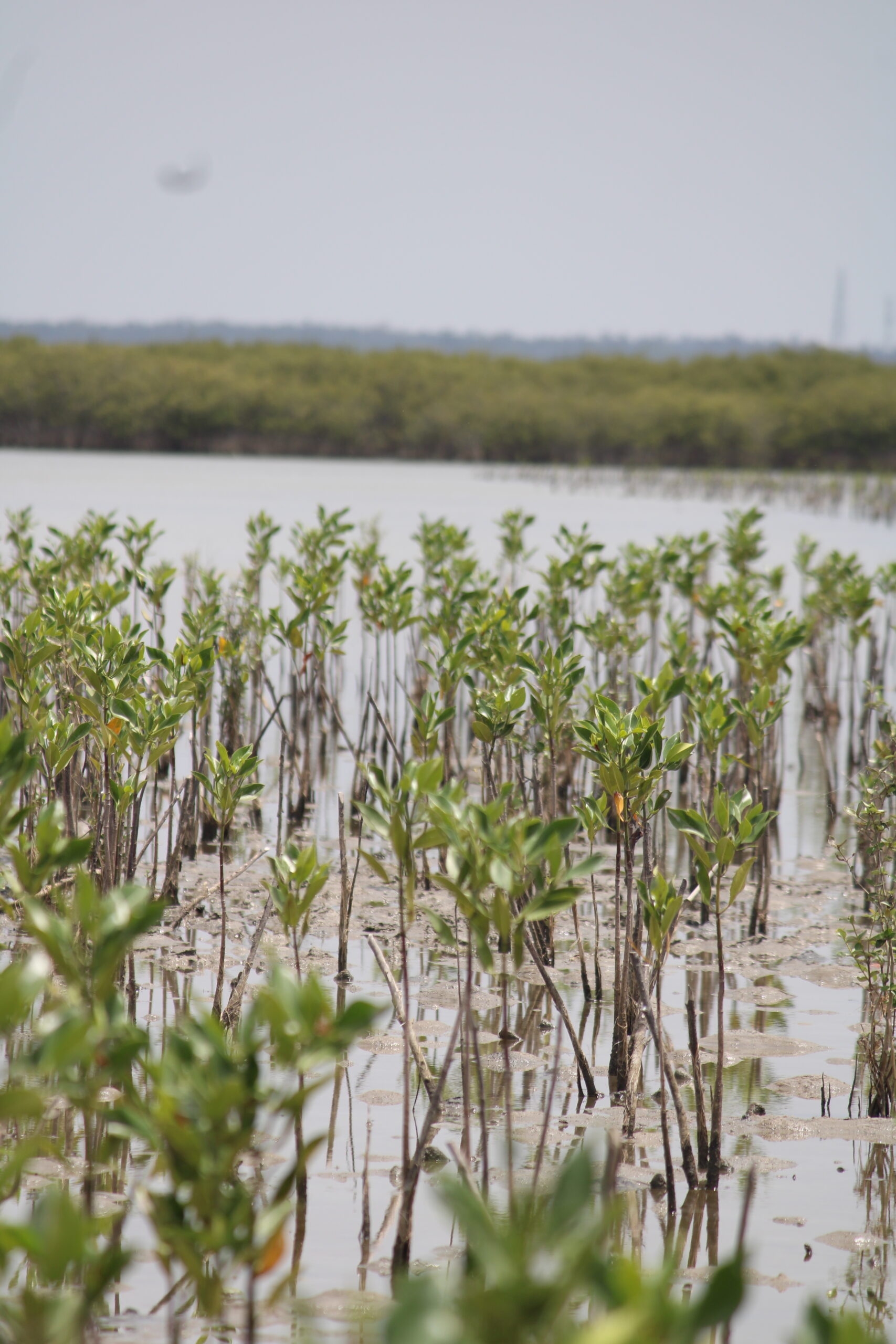 Plants Exhibit our Passion towards nature